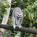 20090910 0612Aw [D~MS] Katta (Lemur catta), Zoo, Münster