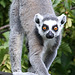 20090910 0613Aw [D~MS] Katta (Lemur catta), Zoo, Münster