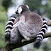 20090910 0614Aw [D~MS] Katta (Lemur catta), Zoo, Münster