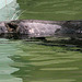 20090910 0630Aw [D~MS] Kegelrobbe (Halichoerus grypus), Zoo, Münster