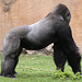 20090910 0686Aw [D~MS] Gorilla (Gorilla gorilla), Zoo, Münster