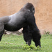 20090910 0687Aw [D~MS] Gorilla (Gorilla gorilla), Zoo, Münster