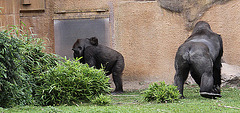20090910 0688Aw [D~MS] Gorilla (Gorilla gorilla), Zoo, Münster
