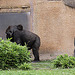 20090910 0688Aw [D~MS] Gorilla (Gorilla gorilla), Zoo, Münster