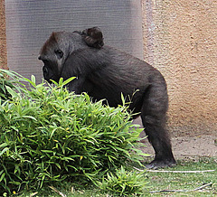 20090910 0689Aw [D~MS] Gorilla (Gorilla gorilla), Zoo, Münster
