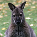 20090910 0701Aw [D~MS] Bennett-Känguru (Maeropus rufogriseus), Zoo, Münster
