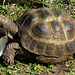 IMG 3459. Schildkröte
