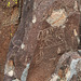 Three Rivers Petroglyphs (5987)
