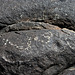 Three Rivers Petroglyphs (5994)