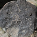 Three Rivers Petroglyphs (5998)