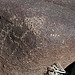 Three Rivers Petroglyphs (6003)