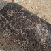 Three Rivers Petroglyphs (6012)