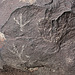 Three Rivers Petroglyphs (6016)