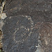 Three Rivers Petroglyphs (6020)