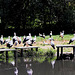 20090827 0369Aw [D~ST] Weißstorch (Ciconia ciconia), Zoo Rheine