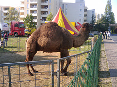 Camels from the Cirque de Bercy