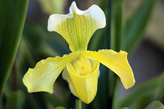 orchidée 6
