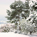 neige en Provence,  Snow in Provence