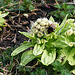 First bumble of 2010