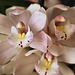 orchidée 5