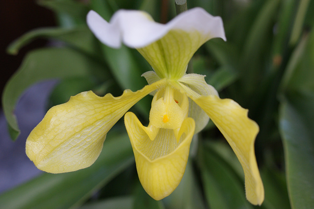 orchidée   (Sabot de Venus )