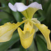 orchidée   (Sabot de Venus )