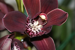 orchidée 1