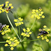 20090813 0207Aw [D~MI] Insektenvielfalt, Wiesen-Pastinak (Pastinaca sativa), Großes Torfmoor, Hille