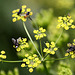 20090813 0208Aw [D~MI] Insektenvielfalt, Wiesen-Pastinak (Pastinaca sativa), Großes Torfmoor, Hille