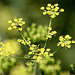 20090813 0210Aw [D~MI] Insektenvielfalt, Wiesen-Pastinak (Pastinaca sativa), Großes Torfmoor, Hille
