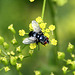 20090813 0211Aw [D~MI] Insektenvielfalt, Wiesen-Pastinak (Pastinaca sativa), Großes Torfmoor, Hille