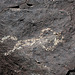 Three Rivers Petroglyphs (6037)