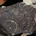 Three Rivers Petroglyphs (6063)