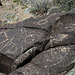 Three Rivers Petroglyphs (6067)