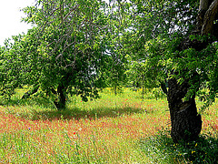 Mandelbäume und bunte Wiesen