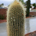 Wet Cactus (3811)