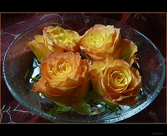 roses (2)