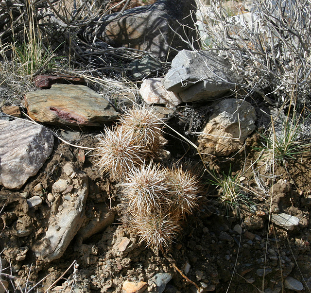 Trail Canyon Cacti (4364)