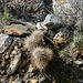 Trail Canyon Cacti (4364)