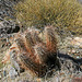 Trail Canyon Cactus (4443)