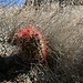 Trail Canyon Cactus (4524)