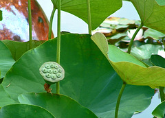 Lotus Leaves, Pod, and Chihuly Ball