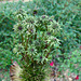 Monster Cone Flower Seed Head