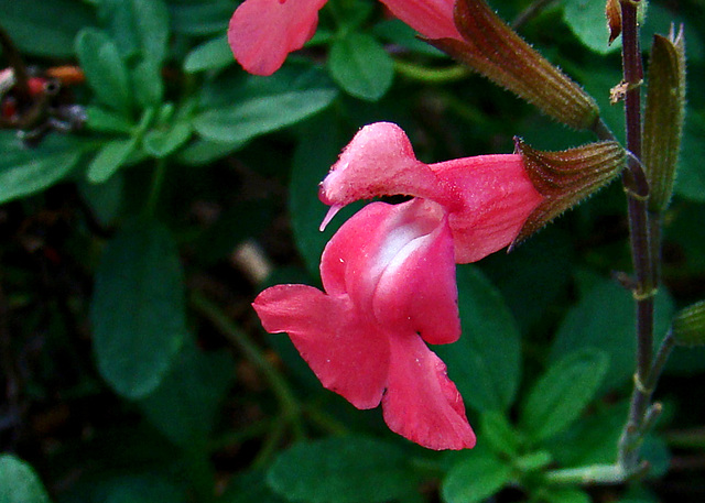 Salvia greggii flower