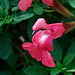 Salvia greggii flower