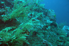 Underwater at Tulamben