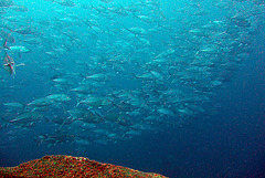 Jacks shoal at Tulamben underwater sea life
