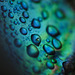 Waterdrops on Abalone shell
