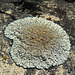 Weaselhead Lichen