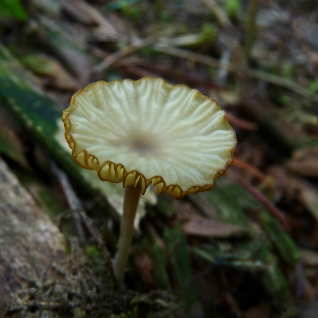 I'm lichen this mushroom